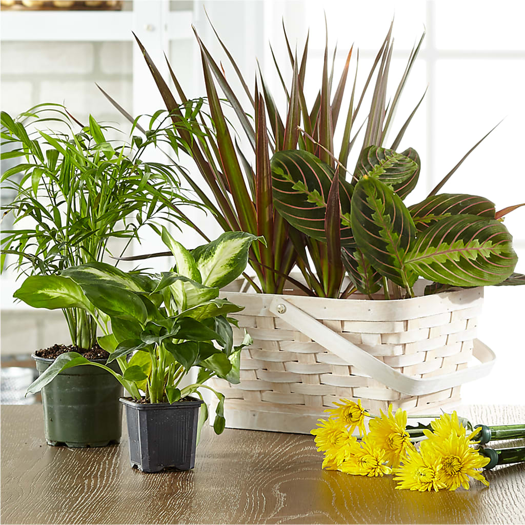 Florist Designed Blooming and Green Plants in a Basket – BLOOMERS FLOWER & ASHLEY JO ANTIQUES, Corry PA