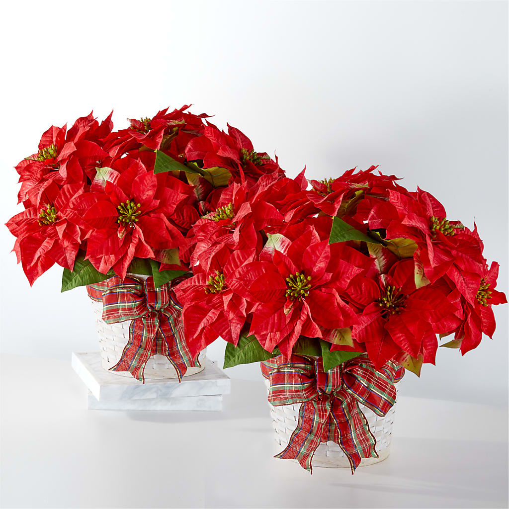 Happiest Holidays Poinsettia Bundle – BLOOMERS FLOWER & ASHLEY JO ANTIQUES, Corry PA