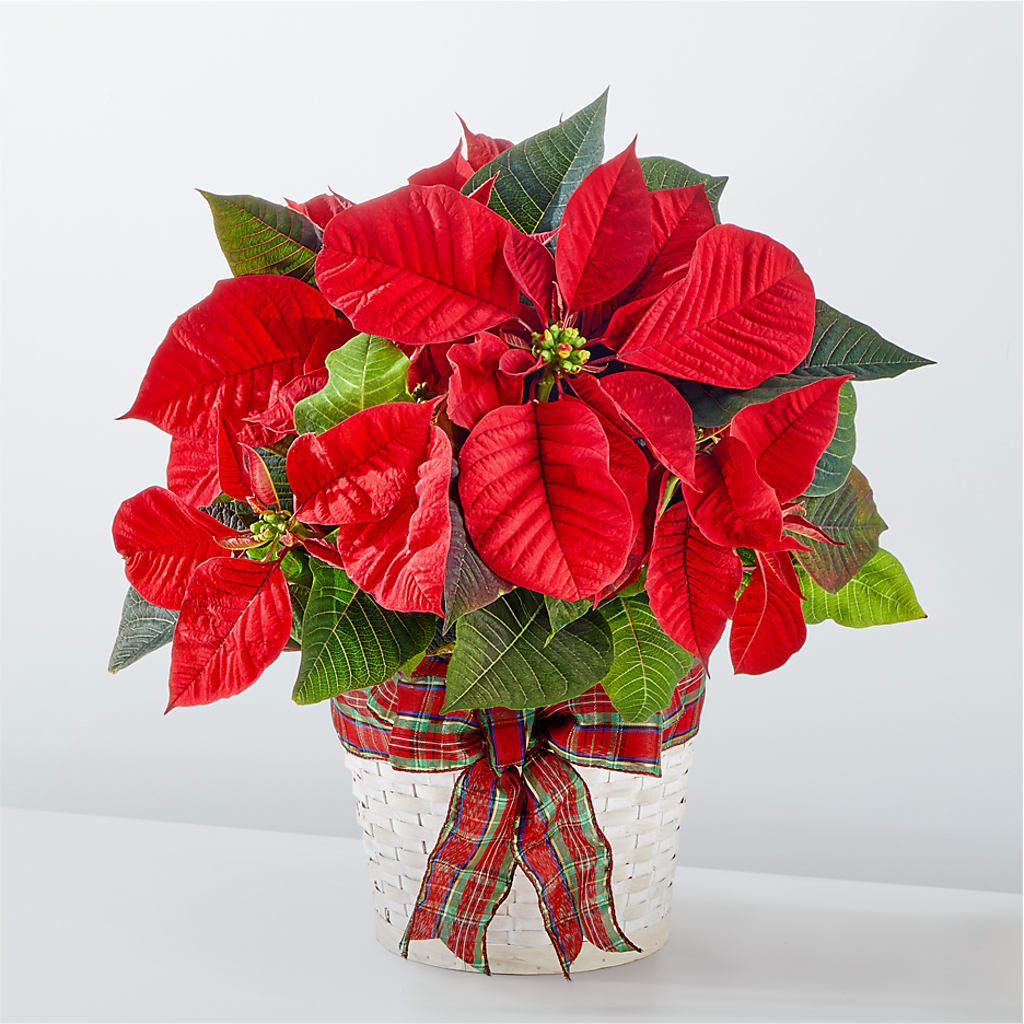 Happiest Holidays Poinsettia – BLOOMERS FLOWER & ASHLEY JO ANTIQUES, Corry PA