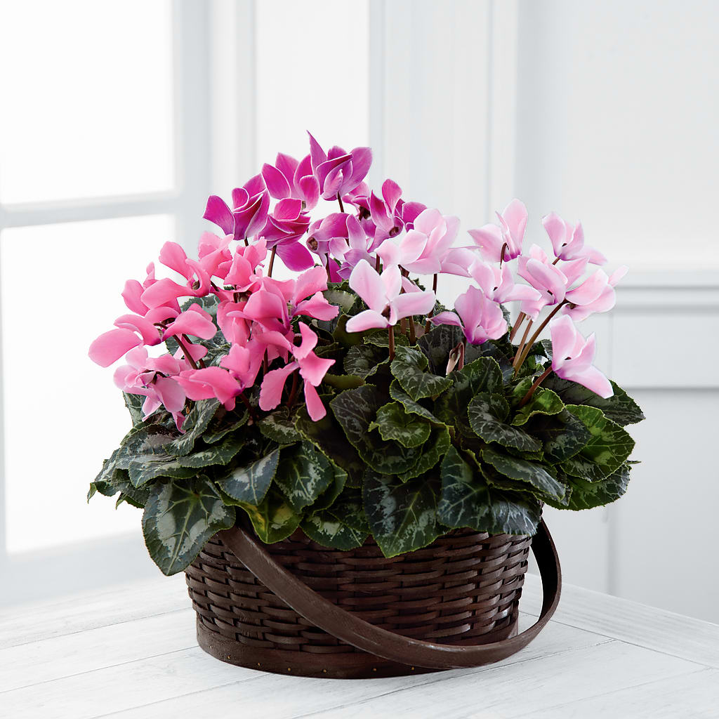Mixed Cyclamen Planter – BLOOMERS FLOWER & ASHLEY JO ANTIQUES, Corry PA