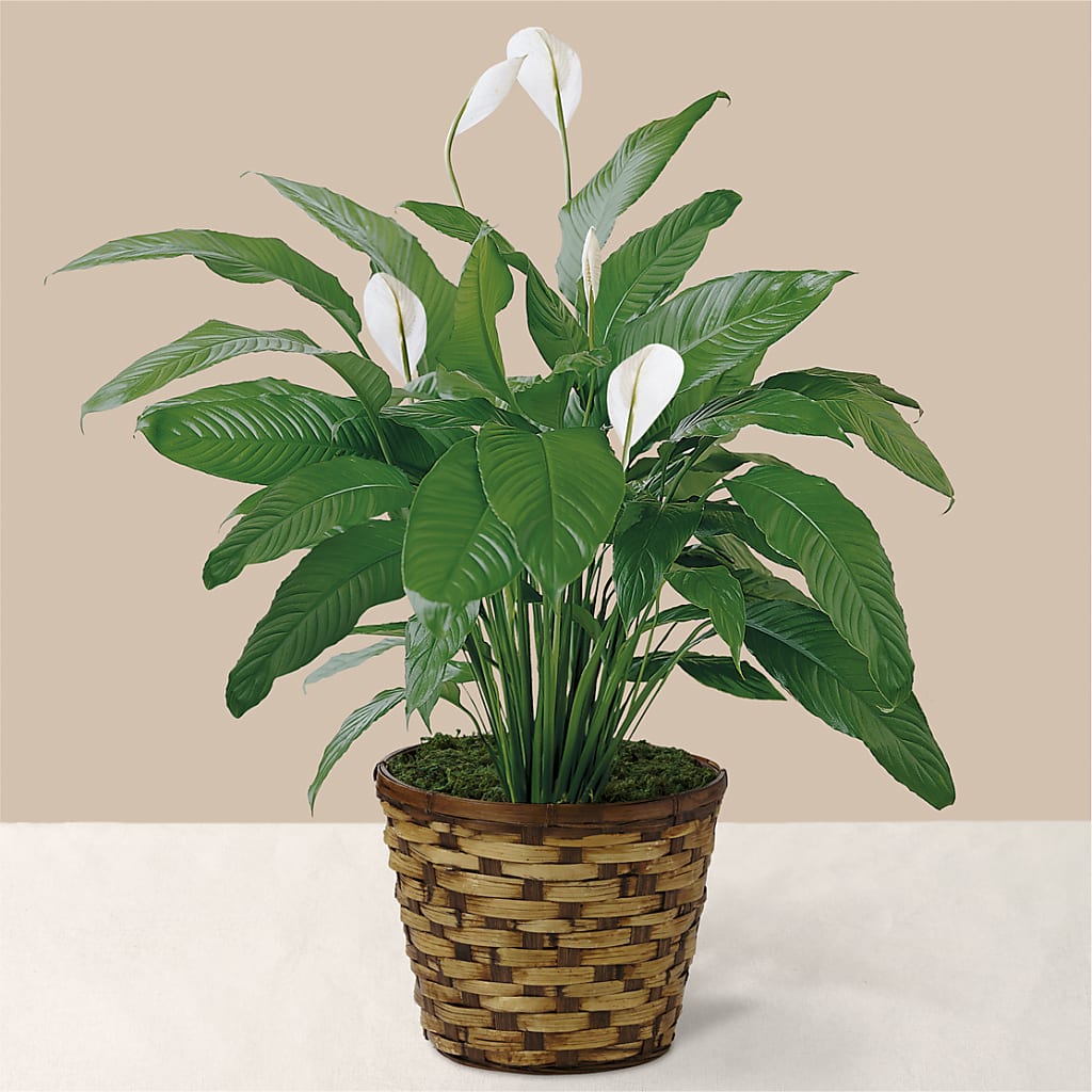 Tranquil Moments Peace Lily Plant – BLOOMERS FLOWER & ASHLEY JO ANTIQUES, Corry PA