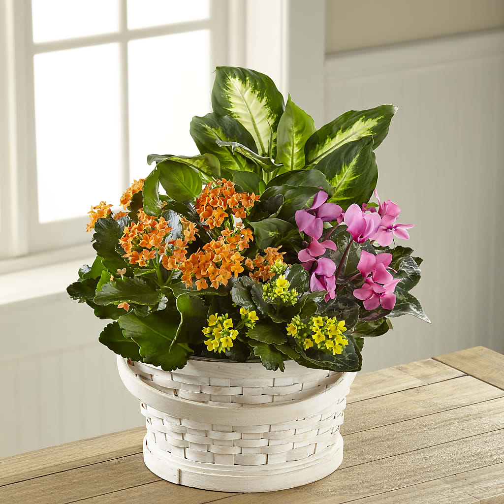 Color Crush Dishgarden – BLOOMERS FLOWER & ASHLEY JO ANTIQUES, Corry PA