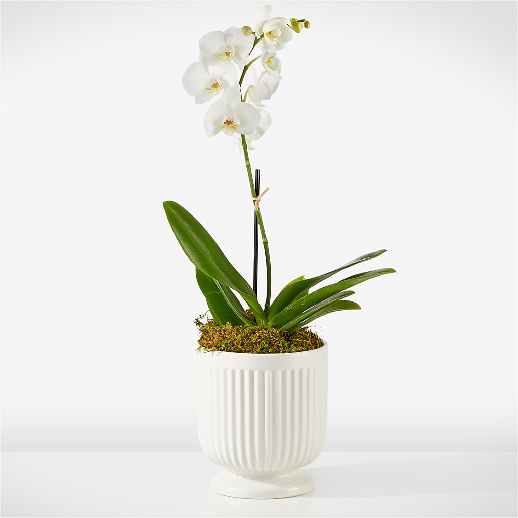 Whispering White Orchid – BLOOMERS FLOWER & ASHLEY JO ANTIQUES, Corry PA