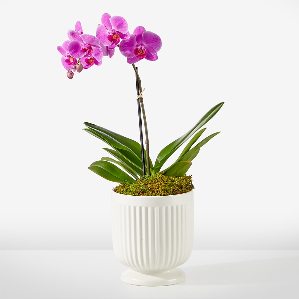 Friendly Fuchsia Orchid – BLOOMERS FLOWER & ASHLEY JO ANTIQUES, Corry PA