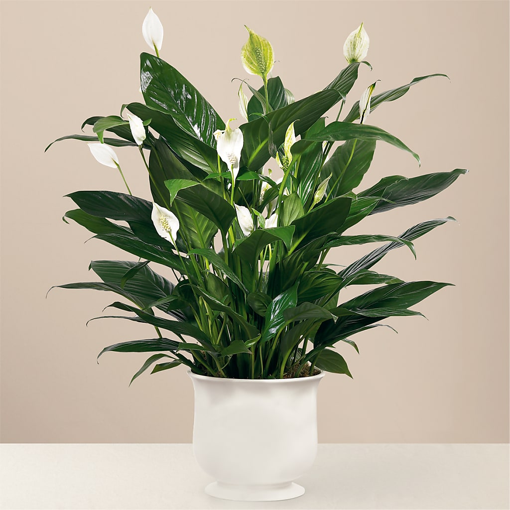 Comfort Planter – BLOOMERS FLOWER & ASHLEY JO ANTIQUES, Corry PA