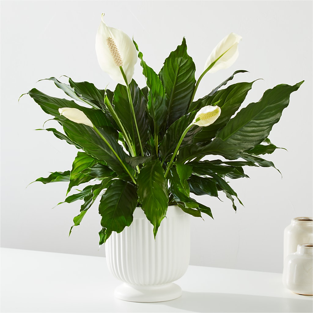 Comfort Planter – BLOOMERS FLOWER & ASHLEY JO ANTIQUES, Corry PA