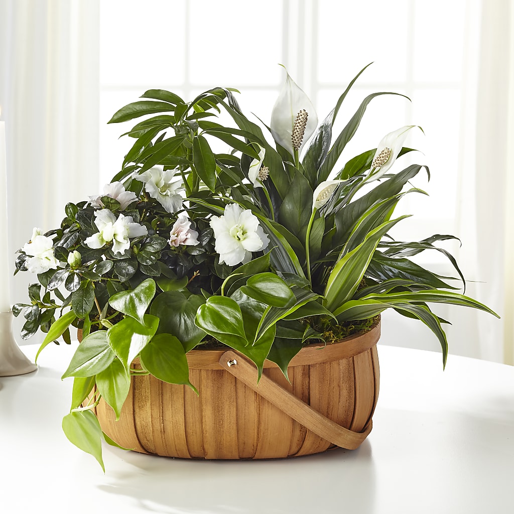 Serene Dishgarden – BLOOMERS FLOWER & ASHLEY JO ANTIQUES, Corry PA