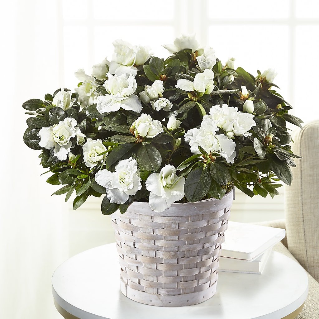 White Azalea Plant – BLOOMERS FLOWER & ASHLEY JO ANTIQUES, Corry PA