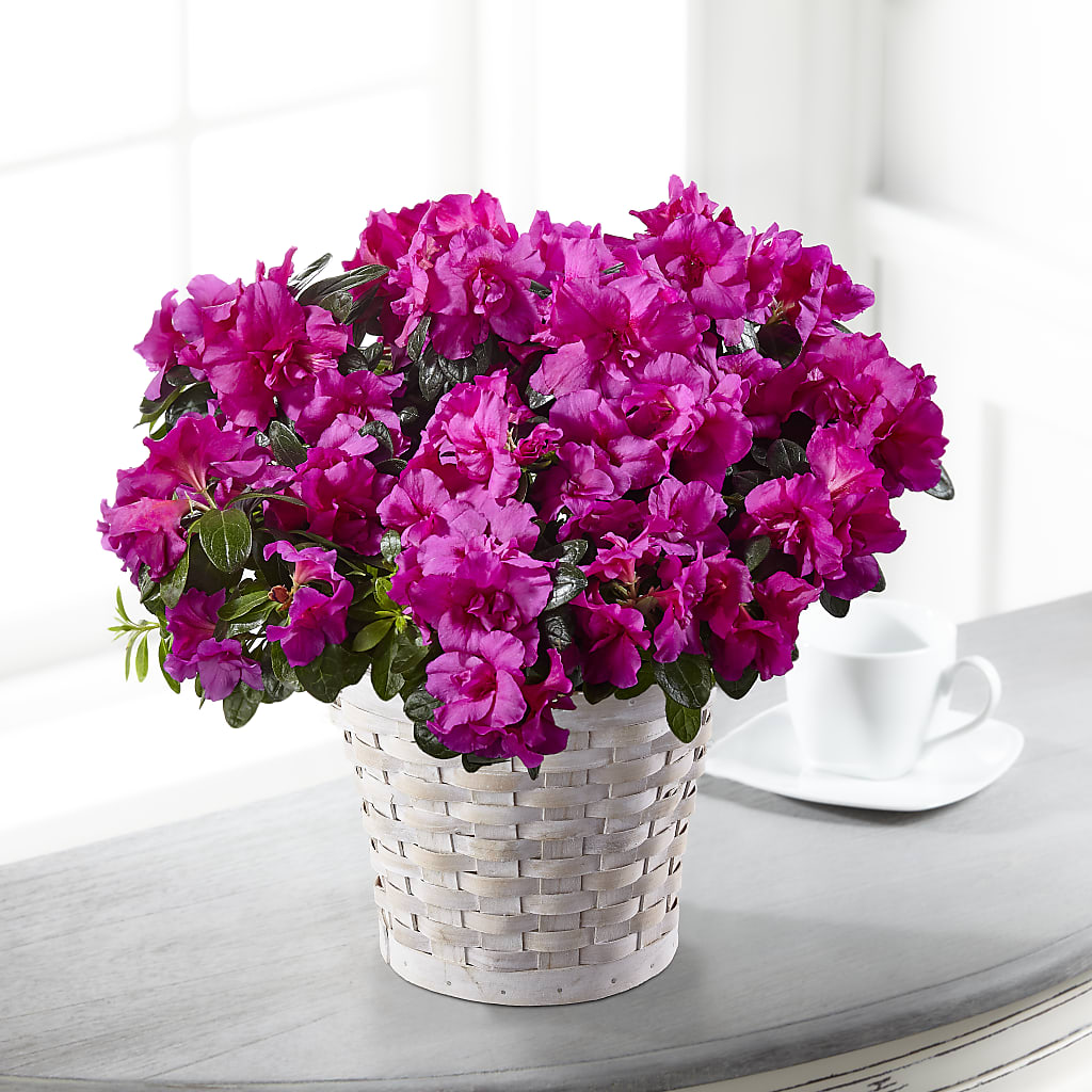 Hope & Serenity Azalea Plant – BLOOMERS FLOWER & ASHLEY JO ANTIQUES, Corry PA