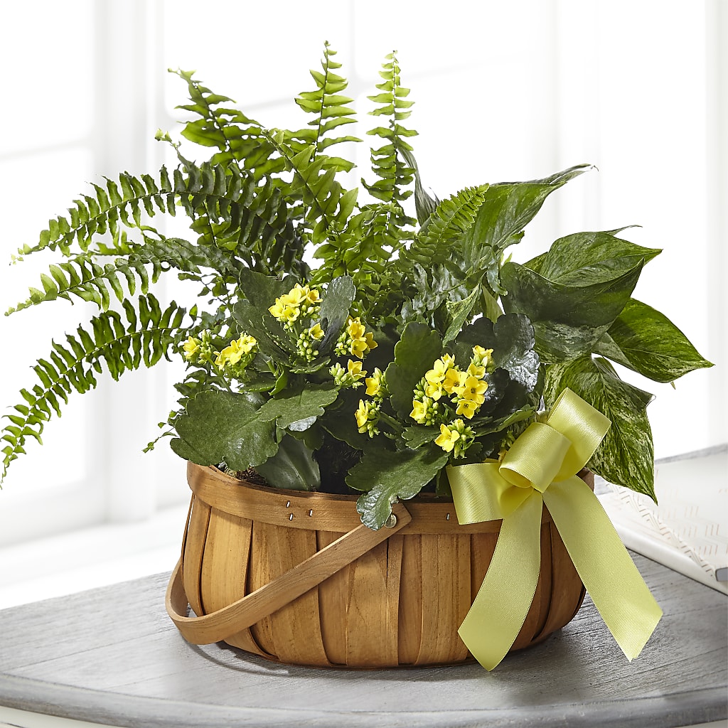 Always Dear Dishgarden – BLOOMERS FLOWER & ASHLEY JO ANTIQUES, Corry PA