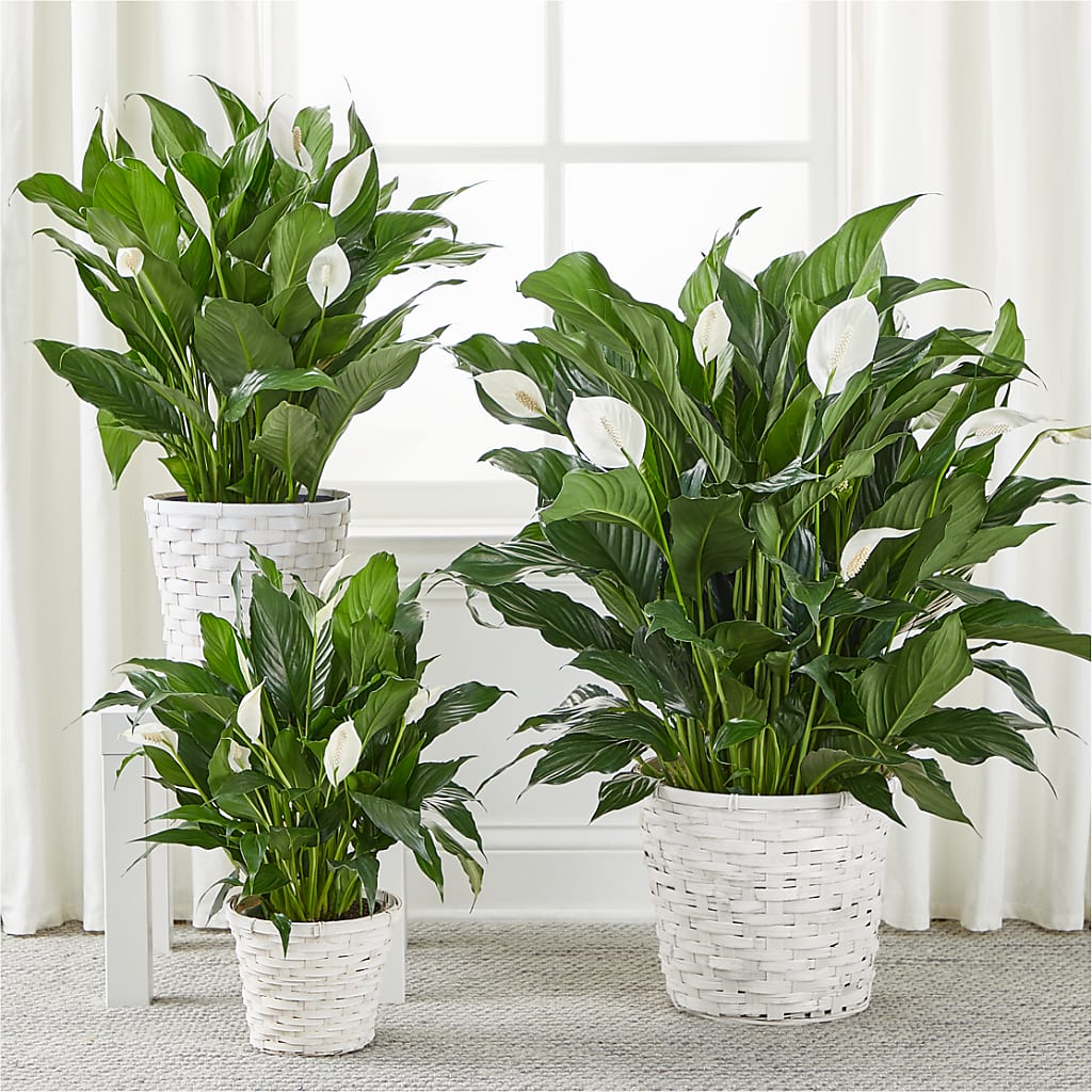 A New Leaf Peace Lily – BLOOMERS FLOWER & ASHLEY JO ANTIQUES, Corry PA