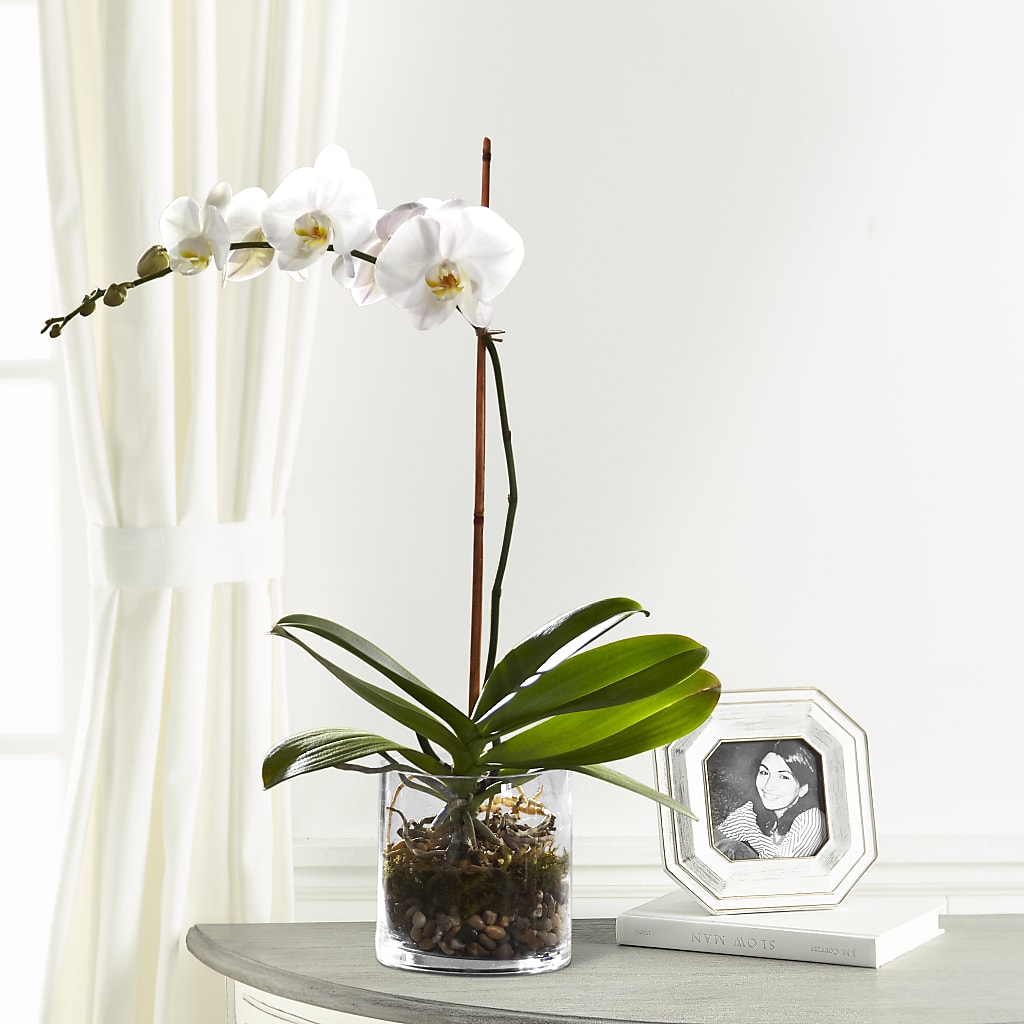 White Orchid Planter – BLOOMERS FLOWER & ASHLEY JO ANTIQUES, Corry PA