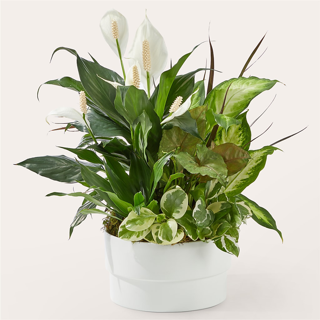 Radiating Positivity Dishgarden – BLOOMERS FLOWER & ASHLEY JO ANTIQUES, Corry PA