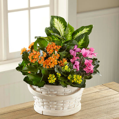 Color Crush Dishgarden – BLOOMERS FLOWER & ASHLEY JO ANTIQUES, Corry PA