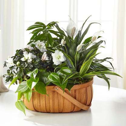Serene Dishgarden – BLOOMERS FLOWER & ASHLEY JO ANTIQUES, Corry PA