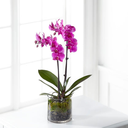 Pink Orchid Plant – BLOOMERS FLOWER & ASHLEY JO ANTIQUES, Corry PA