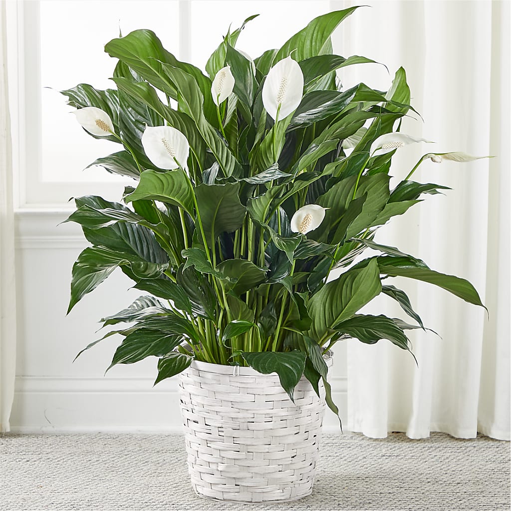 peace lily full sun A New Leaf Peace Lily – white flower arrangement | Corry, PA
