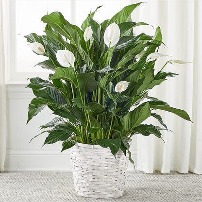 fully grown peace lily A New Leaf Peace Lily – white flower arrangement | Corry, PA