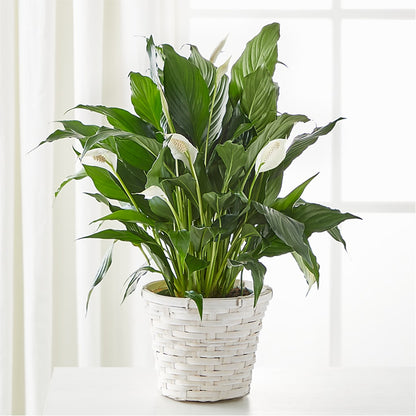 peace lily trunk A New Leaf Peace Lily
