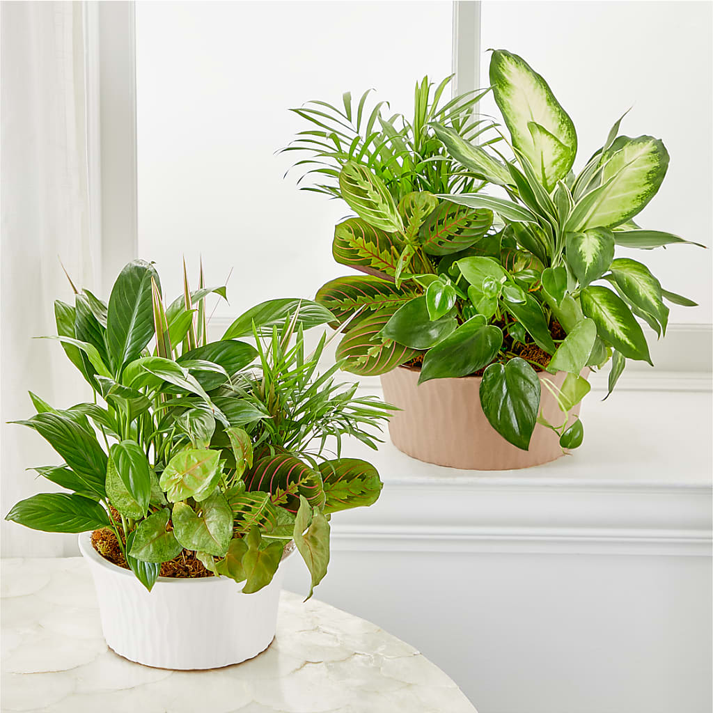 Balance & Harmony Dishgarden – BLOOMERS FLOWER & ASHLEY JO ANTIQUES, Corry PA
