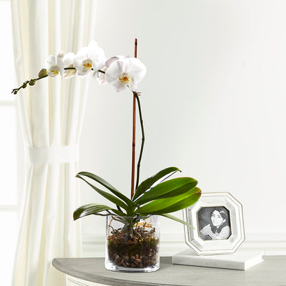 White Orchid Planter – BLOOMERS FLOWER & ASHLEY JO ANTIQUES, Corry PA